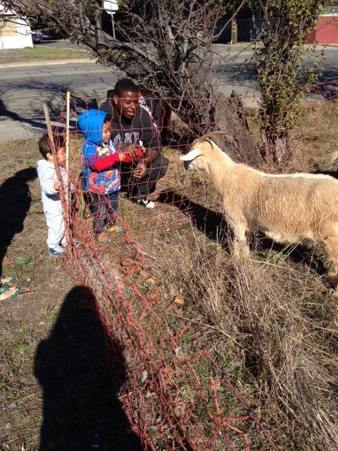 Goat grazing picture 2