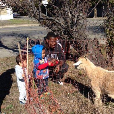 Goat grazing picture 2