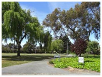 Trees at Crescent Park